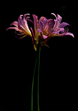 Surprise lily flower stems