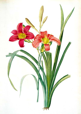 Red Hemerocallis Fulva