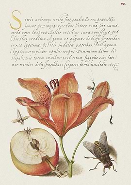 description of plants