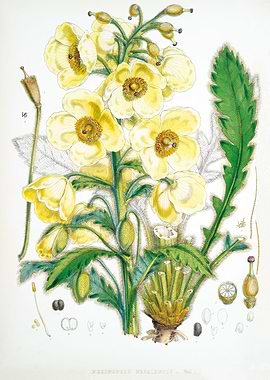 Meconopsis Nepalensis