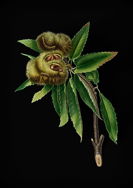 Vintage Spanish Chestnut