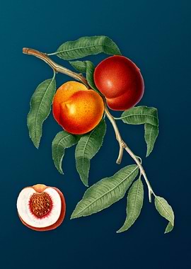 Vintage Speckled Peaches