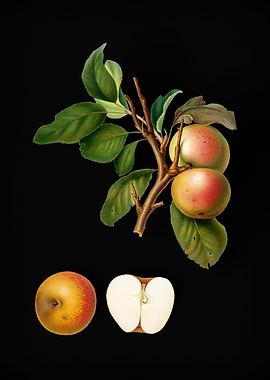 Vintage Pupina Apple Fruit