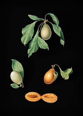 Vintage Prune Fruit Poster