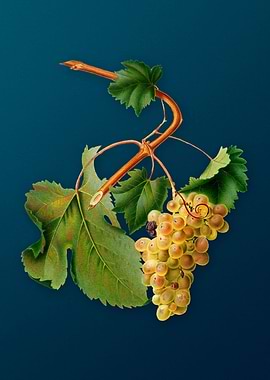 Vintage Vermentino Grapes