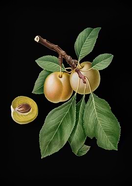 Vintage Prune Fruit Poster