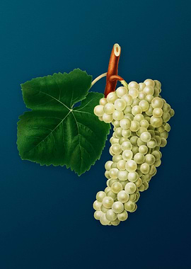 Vintage White Grape Fruit