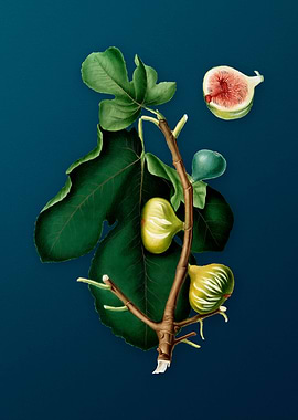 Vintage White Peel Fig Art