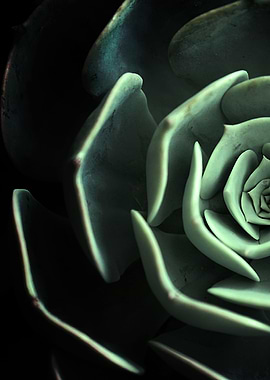 DARKSIDE OF SUCCULENTS 18b