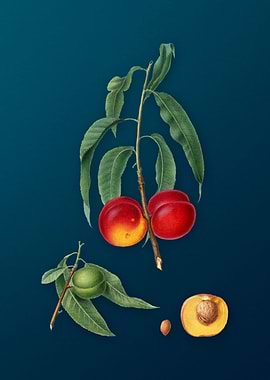 Vintage Walnut Peach Fruit