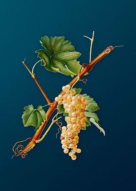 Vintage Vermentino Grapes
