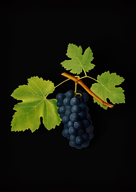 Vintage Columbano Grapes