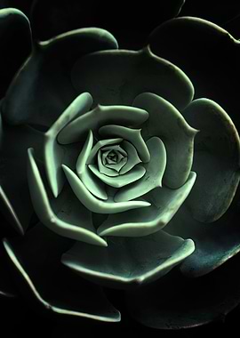 DARKSIDE OF SUCCULENTS 18a