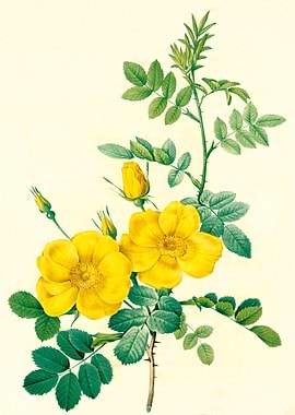 Rose Eglanteria