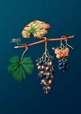 Vintage Summer Grape Fruit