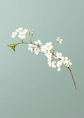 Vintage Amarena Cherry Fru