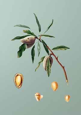 Vintage Almond Fruit Art