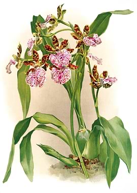 Zycopetalum intermedium