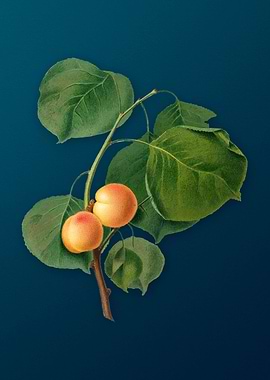 Vintage Yellow Apricot Art