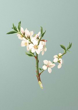 Vintage Almond Tree Flower