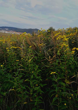 Wildflowers field