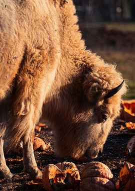 brown eat bison