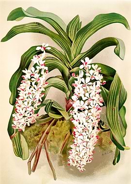 Saccolabium giganteum