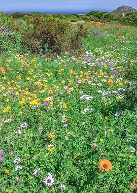 Flower season Cape Town