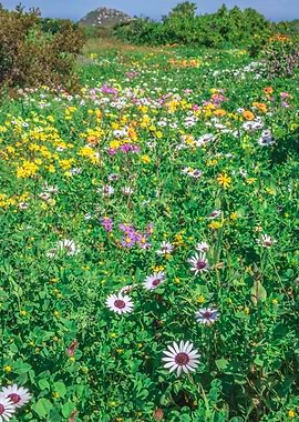 Flower season Cape Town
