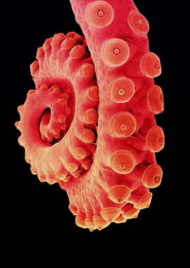 Octopus tentacle