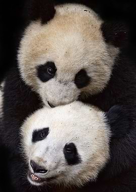Panda Friends