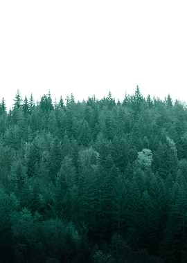 Deep Green Pine Trees 1