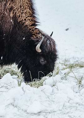 snow bison