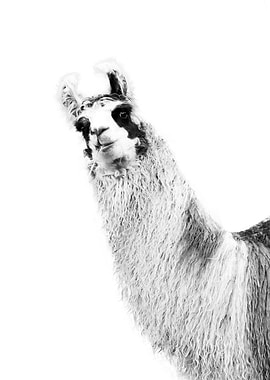 Cute Llama Black White 1