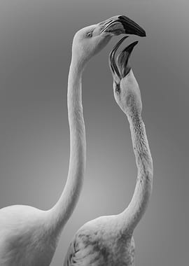 Flamingo Kiss