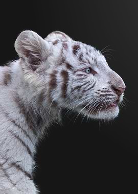 White Tiger Baby