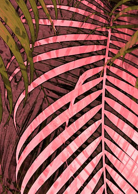 TROPICAL POPPY PINK4