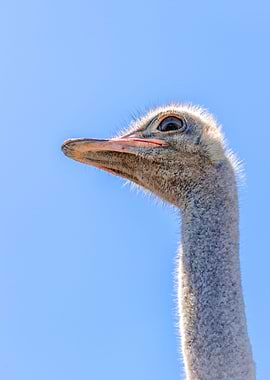 Ostrich