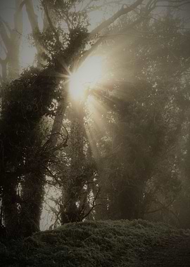 Sunlight through trees