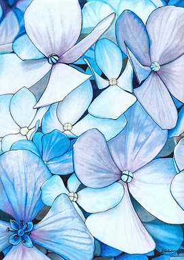 Blue Hydrangea