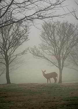 Deer on a Foggy Morning 3