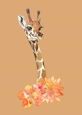 Giraffe Giraffes Africa