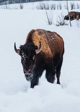 black snow bison