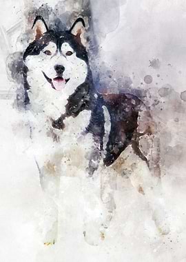 Husky Dog Watercolor