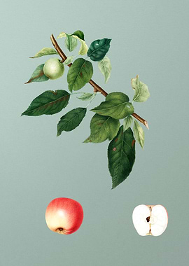 Vintage Apple Fruit Poster