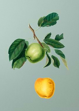 Vintage Apple Fruit Poster