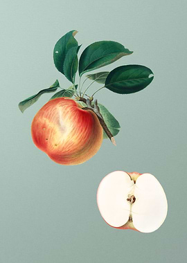Vintage Apple Fruit Poster