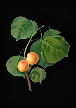 Vintage Yellow Apricot Art