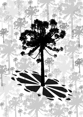 Araucaria petit pave