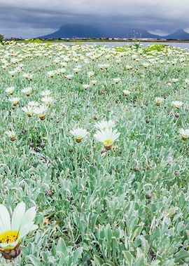 Overcast Table Mountain